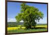 Germany, Eastern Westphalia, District Hšxter, Oak in the Rape Field-Chris Seba-Framed Photographic Print