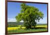 Germany, Eastern Westphalia, District Hšxter, Oak in the Rape Field-Chris Seba-Framed Photographic Print