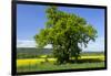 Germany, Eastern Westphalia, District Hšxter, Oak in the Rape Field-Chris Seba-Framed Photographic Print