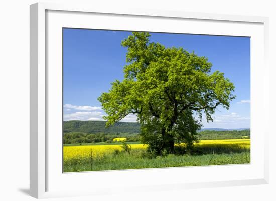 Germany, Eastern Westphalia, District Hšxter, Oak in the Rape Field-Chris Seba-Framed Photographic Print