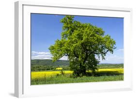 Germany, Eastern Westphalia, District Hšxter, Oak in the Rape Field-Chris Seba-Framed Photographic Print