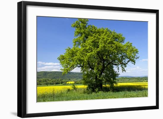 Germany, Eastern Westphalia, District Hšxter, Oak in the Rape Field-Chris Seba-Framed Photographic Print