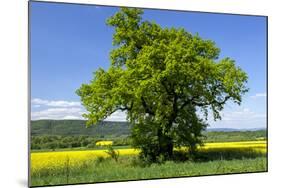 Germany, Eastern Westphalia, District Hšxter, Oak in the Rape Field-Chris Seba-Mounted Photographic Print