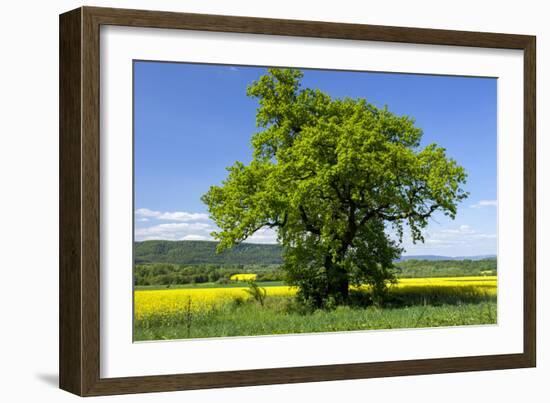 Germany, Eastern Westphalia, District Hšxter, Oak in the Rape Field-Chris Seba-Framed Photographic Print