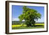 Germany, Eastern Westphalia, District Hšxter, Oak in the Rape Field-Chris Seba-Framed Photographic Print