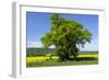 Germany, Eastern Westphalia, District Hšxter, Oak in the Rape Field-Chris Seba-Framed Photographic Print