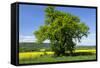 Germany, Eastern Westphalia, District Hšxter, Oak in the Rape Field-Chris Seba-Framed Stretched Canvas