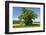 Germany, Eastern Westphalia, District Hšxter, Oak in the Rape Field-Chris Seba-Framed Photographic Print