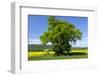 Germany, Eastern Westphalia, District Hšxter, Oak in the Rape Field-Chris Seba-Framed Photographic Print