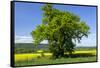 Germany, Eastern Westphalia, District Hšxter, Oak in the Rape Field-Chris Seba-Framed Stretched Canvas