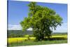 Germany, Eastern Westphalia, District Hšxter, Oak in the Rape Field-Chris Seba-Stretched Canvas