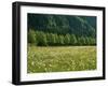 Germany, Flower Meadow, Edge of the Forest-Thonig-Framed Photographic Print