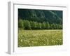 Germany, Flower Meadow, Edge of the Forest-Thonig-Framed Photographic Print