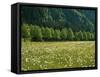 Germany, Flower Meadow, Edge of the Forest-Thonig-Framed Stretched Canvas