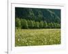Germany, Flower Meadow, Edge of the Forest-Thonig-Framed Photographic Print