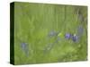 Germany, Flower of Dog-Violet-K. Schlierbach-Stretched Canvas