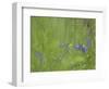 Germany, Flower of Dog-Violet-K. Schlierbach-Framed Photographic Print