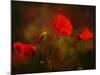 Germany, Flowers of Field Poppy Papaver Rhoeas, Backlight-K. Schlierbach-Mounted Photographic Print