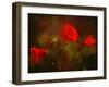 Germany, Flowers of Field Poppy Papaver Rhoeas, Backlight-K. Schlierbach-Framed Photographic Print