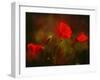 Germany, Flowers of Field Poppy Papaver Rhoeas, Backlight-K. Schlierbach-Framed Photographic Print