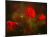 Germany, Flowers of Field Poppy Papaver Rhoeas, Backlight-K. Schlierbach-Mounted Photographic Print