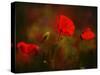 Germany, Flowers of Field Poppy Papaver Rhoeas, Backlight-K. Schlierbach-Stretched Canvas