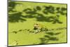 Germany, green frog, Rana esculenta.-Roland T. Frank-Mounted Photographic Print