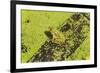 Germany, green frog, Rana esculenta.-Roland T. Frank-Framed Photographic Print