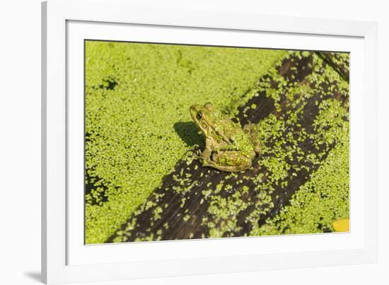 Germany, green frog, Rana esculenta.-Roland T. Frank-Framed Photographic Print