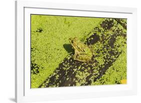Germany, green frog, Rana esculenta.-Roland T. Frank-Framed Photographic Print