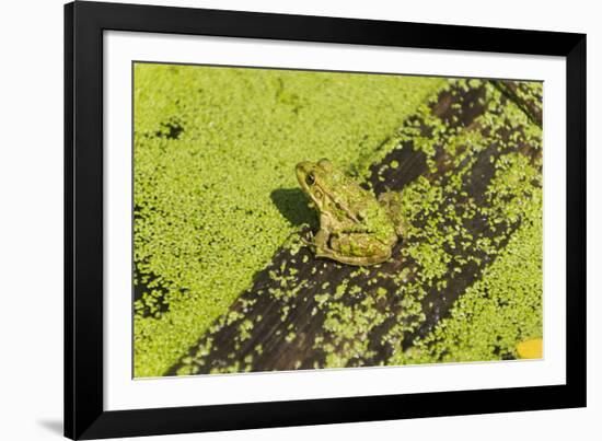 Germany, green frog, Rana esculenta.-Roland T. Frank-Framed Photographic Print