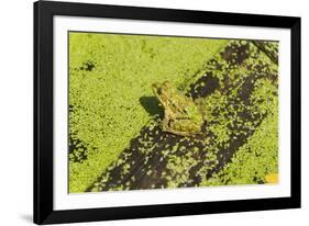 Germany, green frog, Rana esculenta.-Roland T. Frank-Framed Photographic Print