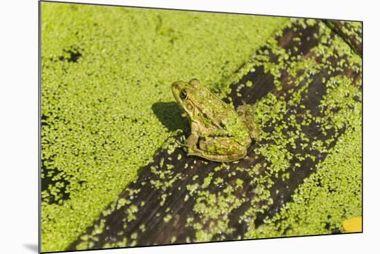 Germany, green frog, Rana esculenta.-Roland T. Frank-Mounted Photographic Print