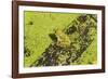 Germany, green frog, Rana esculenta.-Roland T. Frank-Framed Photographic Print