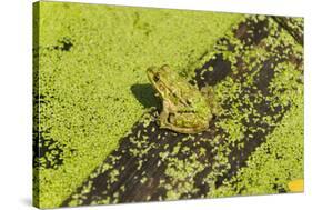 Germany, green frog, Rana esculenta.-Roland T. Frank-Stretched Canvas