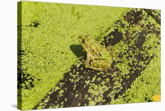 Germany, green frog, Rana esculenta.-Roland T. Frank-Stretched Canvas