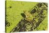 Germany, green frog, Rana esculenta.-Roland T. Frank-Stretched Canvas