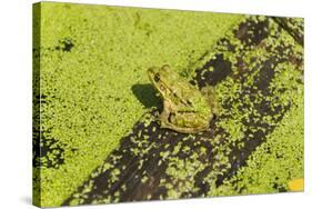 Germany, green frog, Rana esculenta.-Roland T. Frank-Stretched Canvas