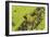 Germany, green frog, Rana esculenta.-Roland T. Frank-Framed Photographic Print