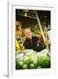 Germany, Hamburg, Flower Market, Flower Stall, Owner-Ingo Boelter-Framed Photographic Print