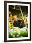 Germany, Hamburg, Flower Market, Flower Stall, Owner-Ingo Boelter-Framed Photographic Print