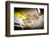 Germany, Hamburg, Reiherdamm, Odos Kaffeeklappe-Ingo Boelter-Framed Photographic Print