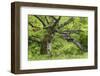 Germany, Hesse, Kellerwald-Edersee National Park, Bad Wildungen (Small Town), Halloh-Wald-Andreas Keil-Framed Photographic Print