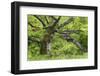 Germany, Hesse, Kellerwald-Edersee National Park, Bad Wildungen (Small Town), Halloh-Wald-Andreas Keil-Framed Photographic Print