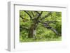 Germany, Hesse, Kellerwald-Edersee National Park, Bad Wildungen (Small Town), Halloh-Wald-Andreas Keil-Framed Photographic Print