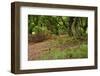 Germany, Hesse, Kellerwald-Edersee National Park, Bad Wildungen (Small Town), Halloh-Wald-Andreas Keil-Framed Photographic Print