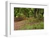 Germany, Hesse, Kellerwald-Edersee National Park, Bad Wildungen (Small Town), Halloh-Wald-Andreas Keil-Framed Photographic Print