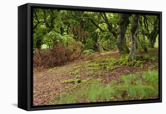 Germany, Hesse, Kellerwald-Edersee National Park, Bad Wildungen (Small Town), Halloh-Wald-Andreas Keil-Framed Stretched Canvas