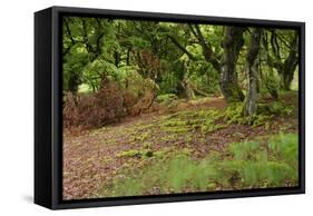 Germany, Hesse, Kellerwald-Edersee National Park, Bad Wildungen (Small Town), Halloh-Wald-Andreas Keil-Framed Stretched Canvas