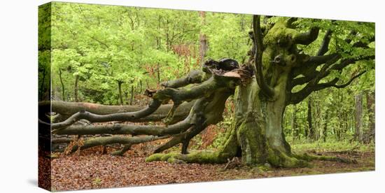 Germany, Hesse, Kellerwald-Edersee National Park, Bad Wildungen (Small Town), Halloh-Wald-Andreas Keil-Stretched Canvas